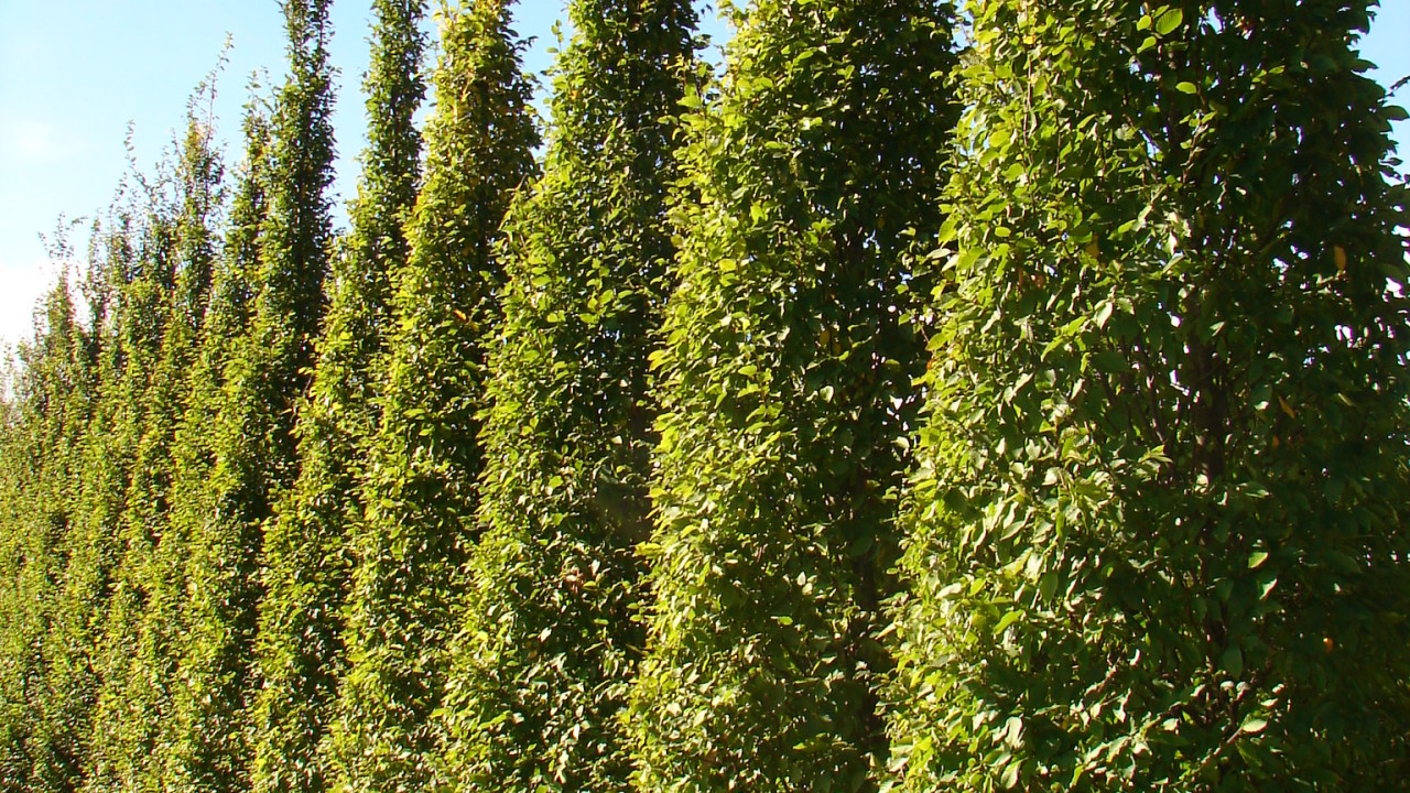 Boomkwekerij John de Lepper Hulsel afbeelding 1